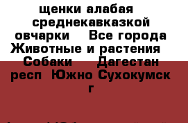 щенки алабая ( среднекавказкой овчарки) - Все города Животные и растения » Собаки   . Дагестан респ.,Южно-Сухокумск г.